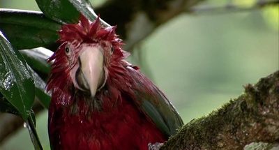 迁徙的鸟剧照的剧照