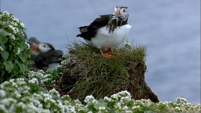 迁徙的鸟剧照的剧照