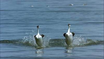 迁徙的鸟剧照的剧照