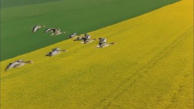 迁徙的鸟剧照的剧照