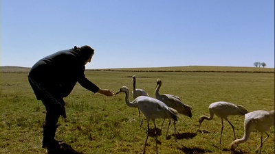 迁徙的鸟剧照的剧照