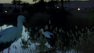 迁徙的鸟剧照的剧照