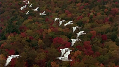 迁徙的鸟剧照的剧照