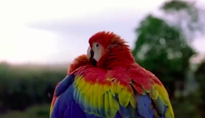 迁徙的鸟剧照的剧照