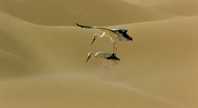 迁徙的鸟剧照的剧照