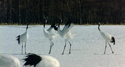 迁徙的鸟剧照的剧照