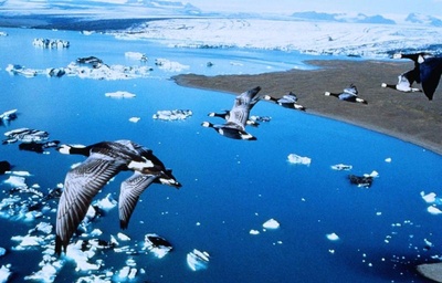 迁徙的鸟剧照的剧照