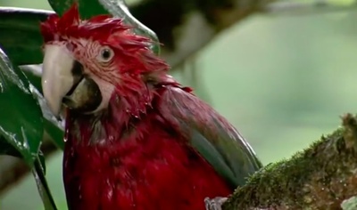 迁徙的鸟剧照的剧照