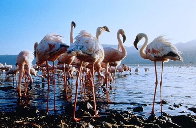 迁徙的鸟剧照的剧照