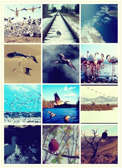 迁徙的鸟剧照的剧照