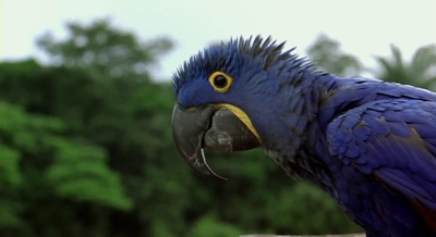 迁徙的鸟剧照的剧照