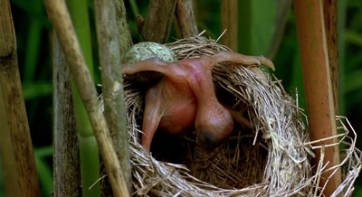 迁徙的鸟剧照的剧照