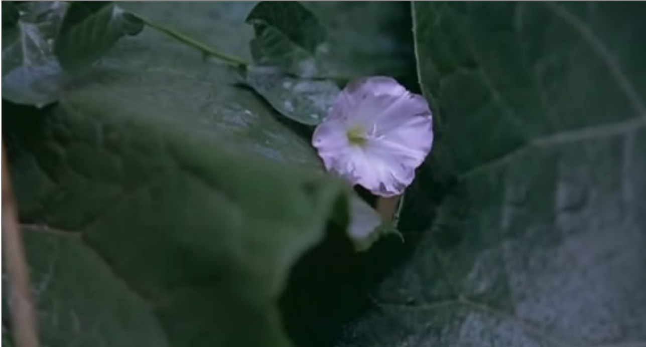 听见天堂剧照的剧照