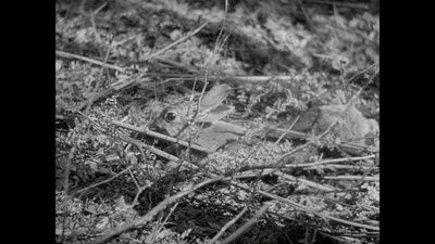 游戏规则剧照的剧照