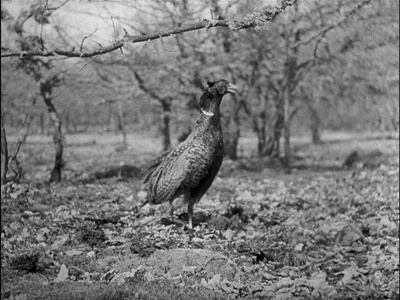 游戏规则剧照的剧照
