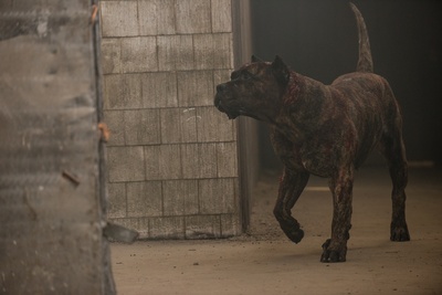 释放剧照的剧照