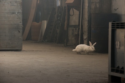 释放剧照的剧照