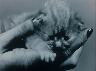 玛耶·黛伦的魔镜剧照的剧照