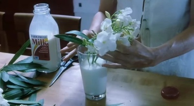 白色夹竹桃剧照的剧照