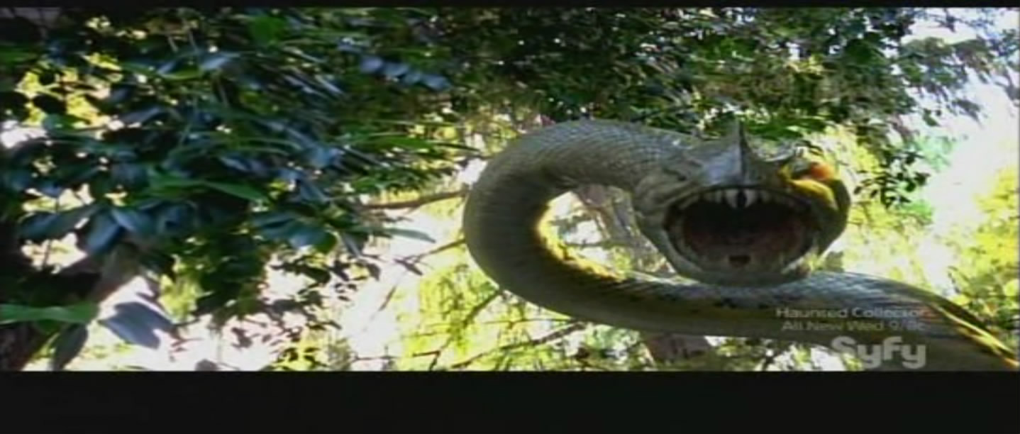 蛇鱼怪剧照的剧照