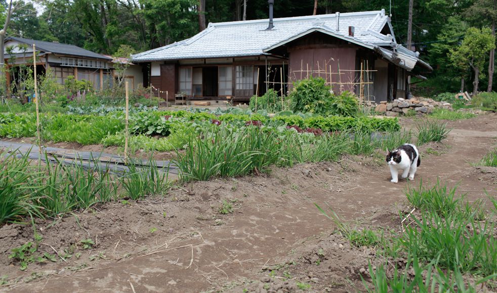 山中的汤姆先生剧照的剧照