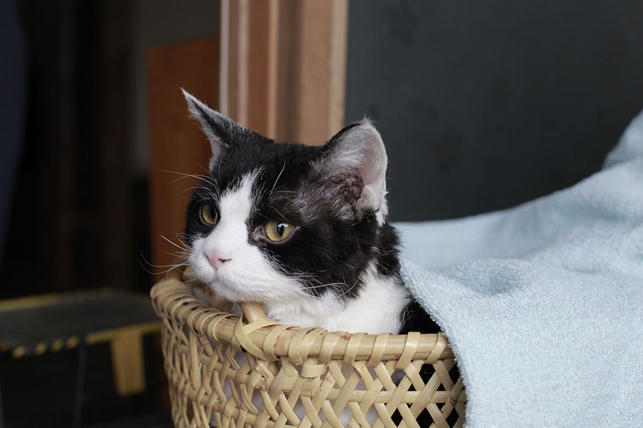 山中的汤姆先生剧照的剧照