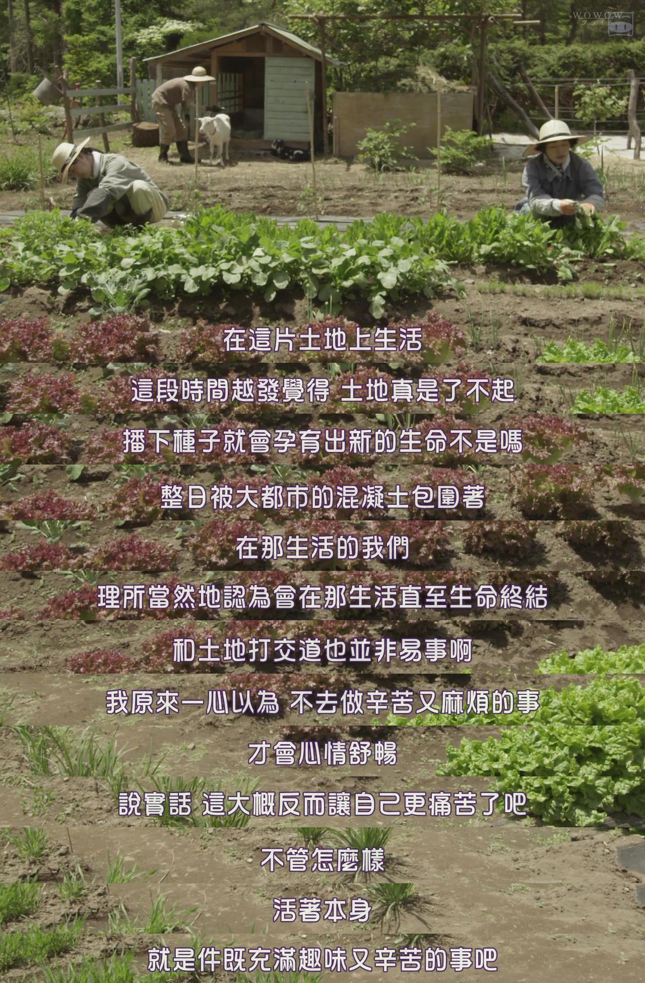 山中的汤姆先生剧照的剧照