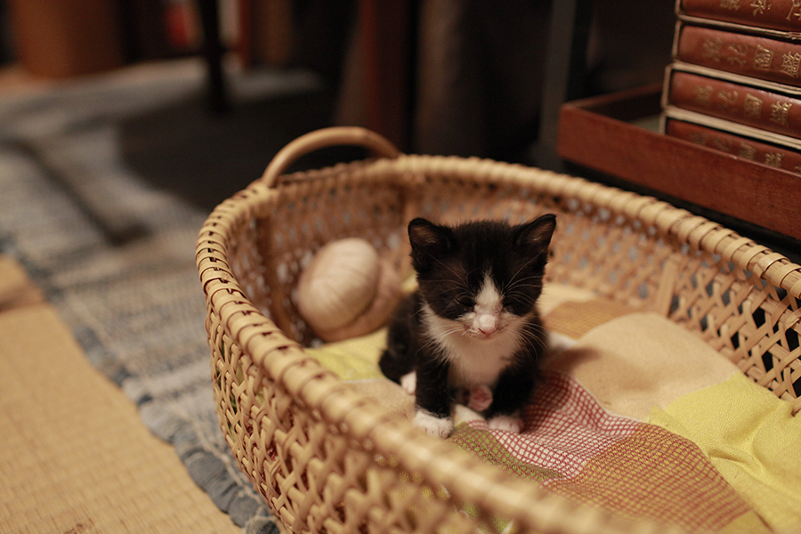 山中的汤姆先生剧照的剧照