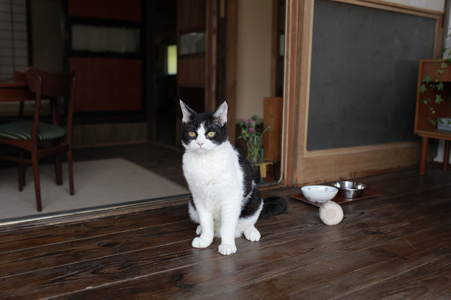 山中的汤姆先生剧照的剧照