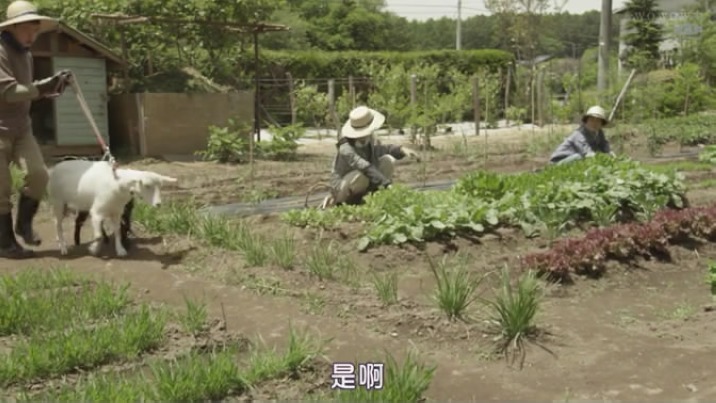 山中的汤姆先生剧照的剧照