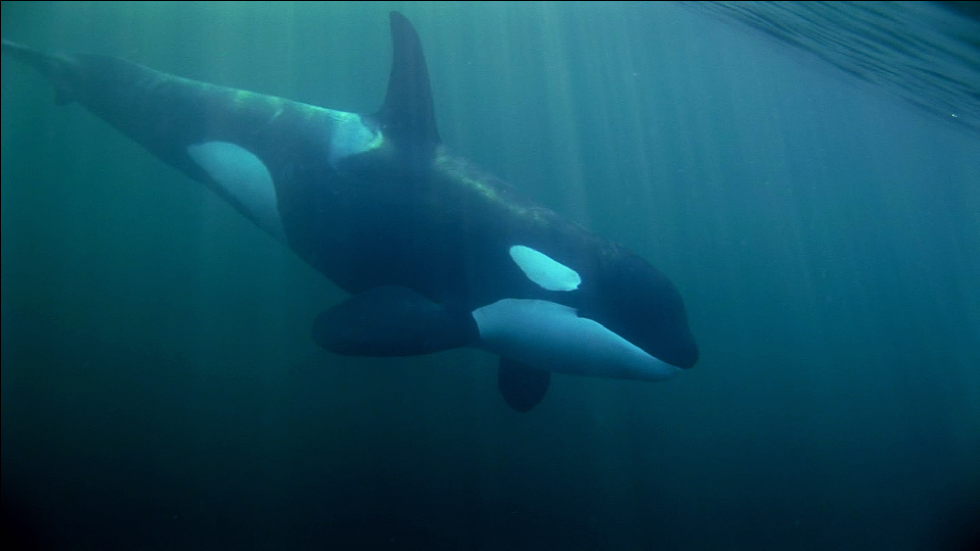 虎鲸剧照的剧照