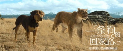 一条狗的回家路剧照的剧照