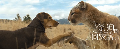 一条狗的回家路剧照的剧照