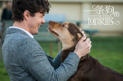 一条狗的回家路剧照的剧照