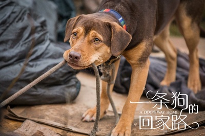 一条狗的回家路剧照的剧照