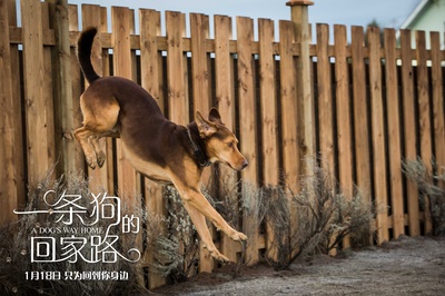 一条狗的回家路剧照的剧照
