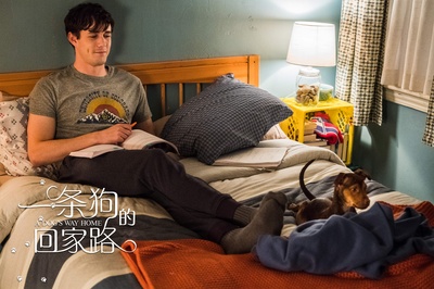 一条狗的回家路剧照的剧照