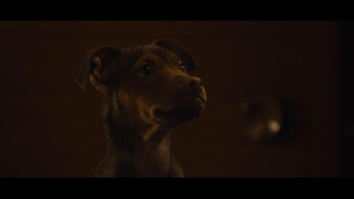 一条狗的回家路剧照的剧照