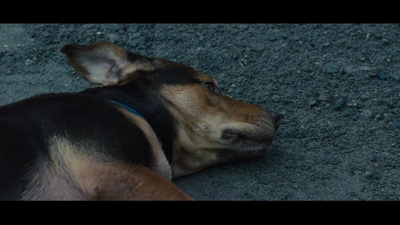 一条狗的回家路剧照的剧照