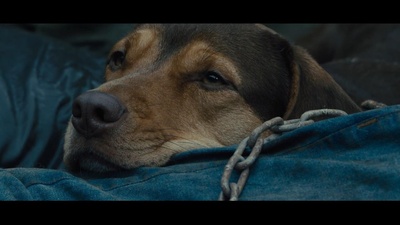 一条狗的回家路剧照的剧照