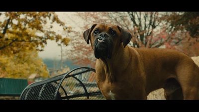 一条狗的回家路剧照的剧照