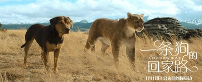 一条狗的回家路剧照的剧照