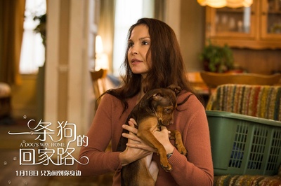一条狗的回家路剧照的剧照