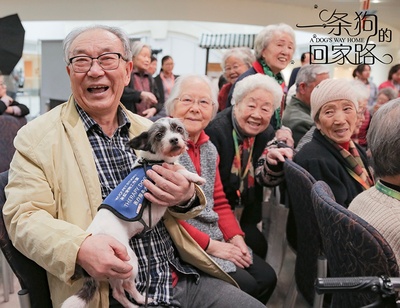 一条狗的回家路剧照的剧照