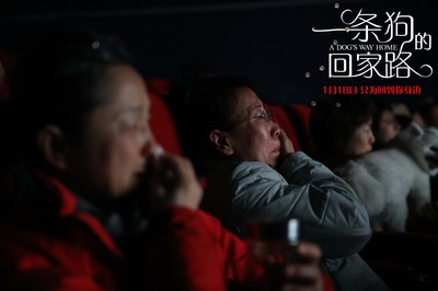 一条狗的回家路剧照的剧照