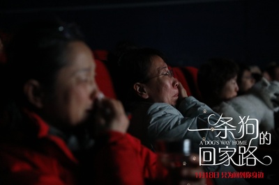 一条狗的回家路剧照的剧照