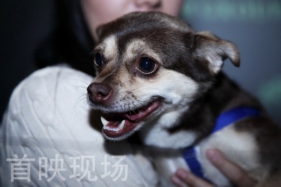 一条狗的回家路剧照的剧照