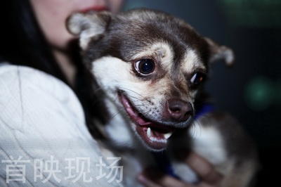 一条狗的回家路剧照的剧照