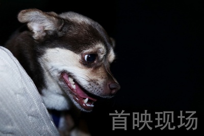 一条狗的回家路剧照的剧照