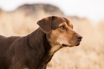 一条狗的回家路剧照的剧照
